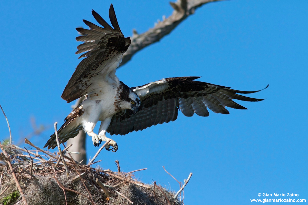 Pandion haliaetus / Falco pescatore