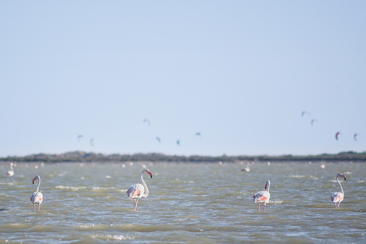 Phoenicopterus roseus 3