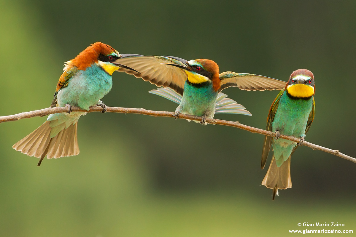 Merops apiaster / Gruccione