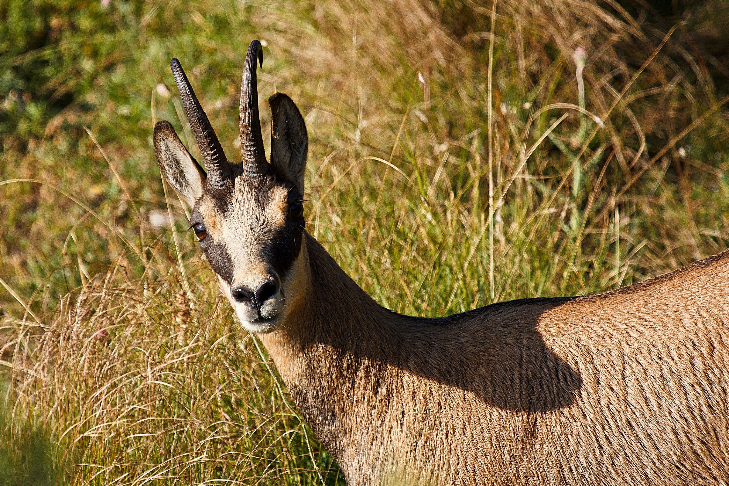 Face to face with a chamois