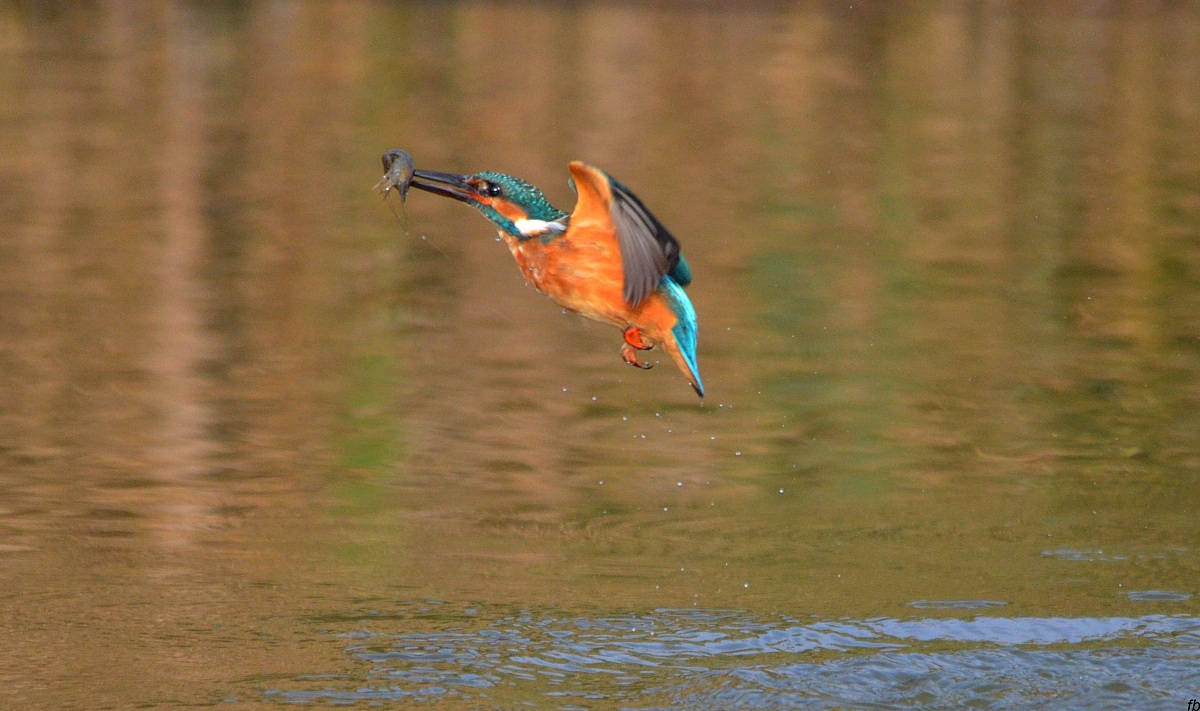 I go back from here ...