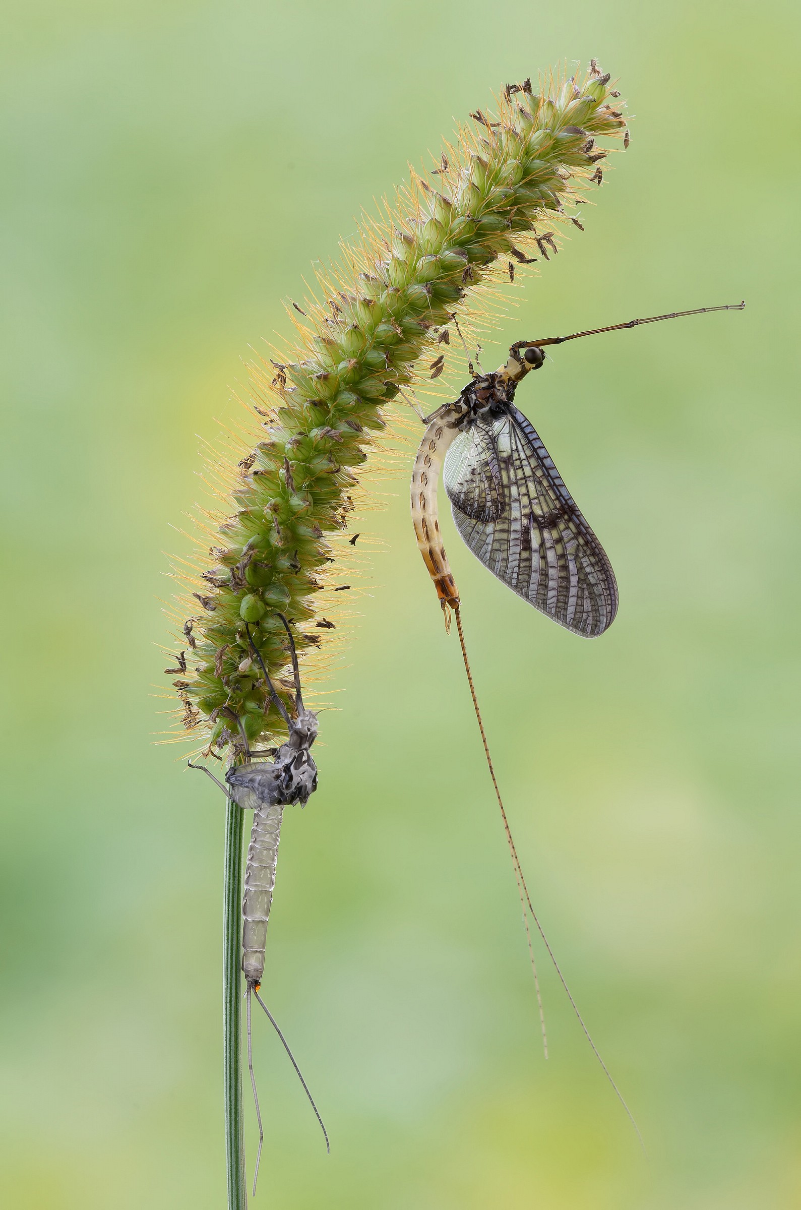 Ephemera danica with exuvia