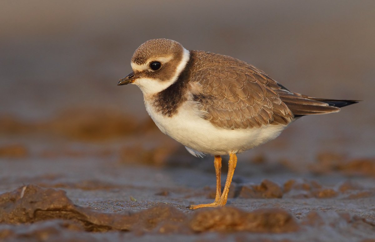 Ringed Plover
