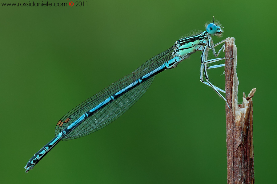 Platycnemis pennypes