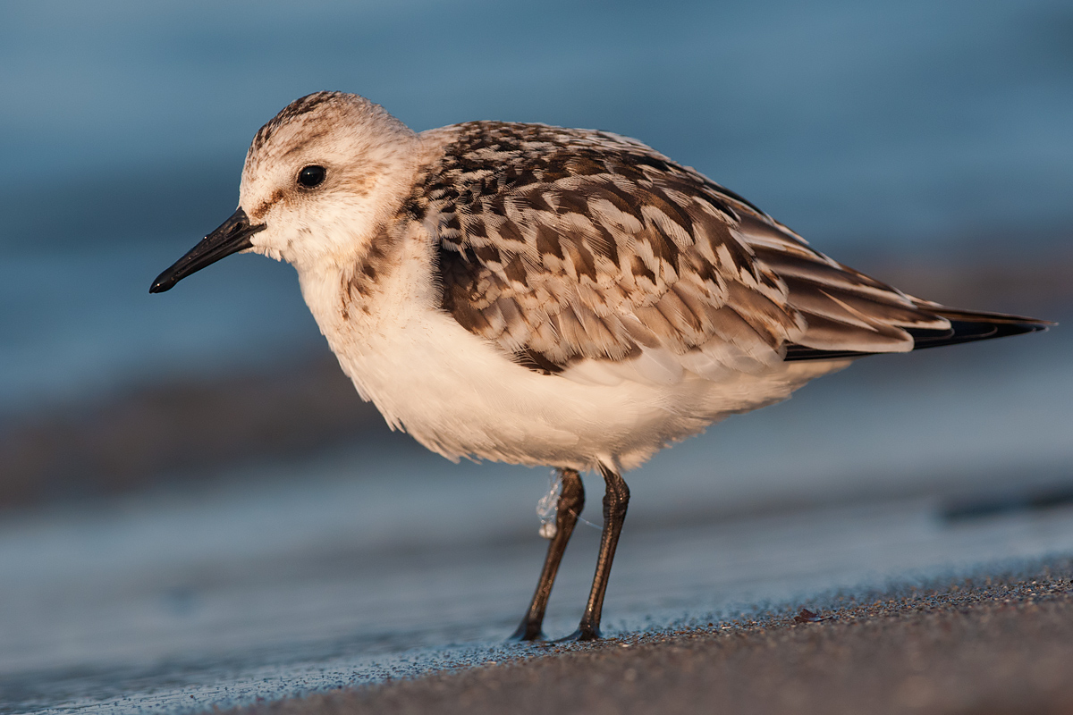 Sanderling