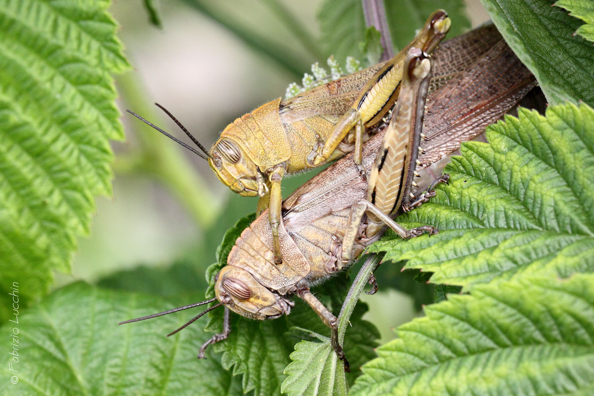 Locusta egiziana