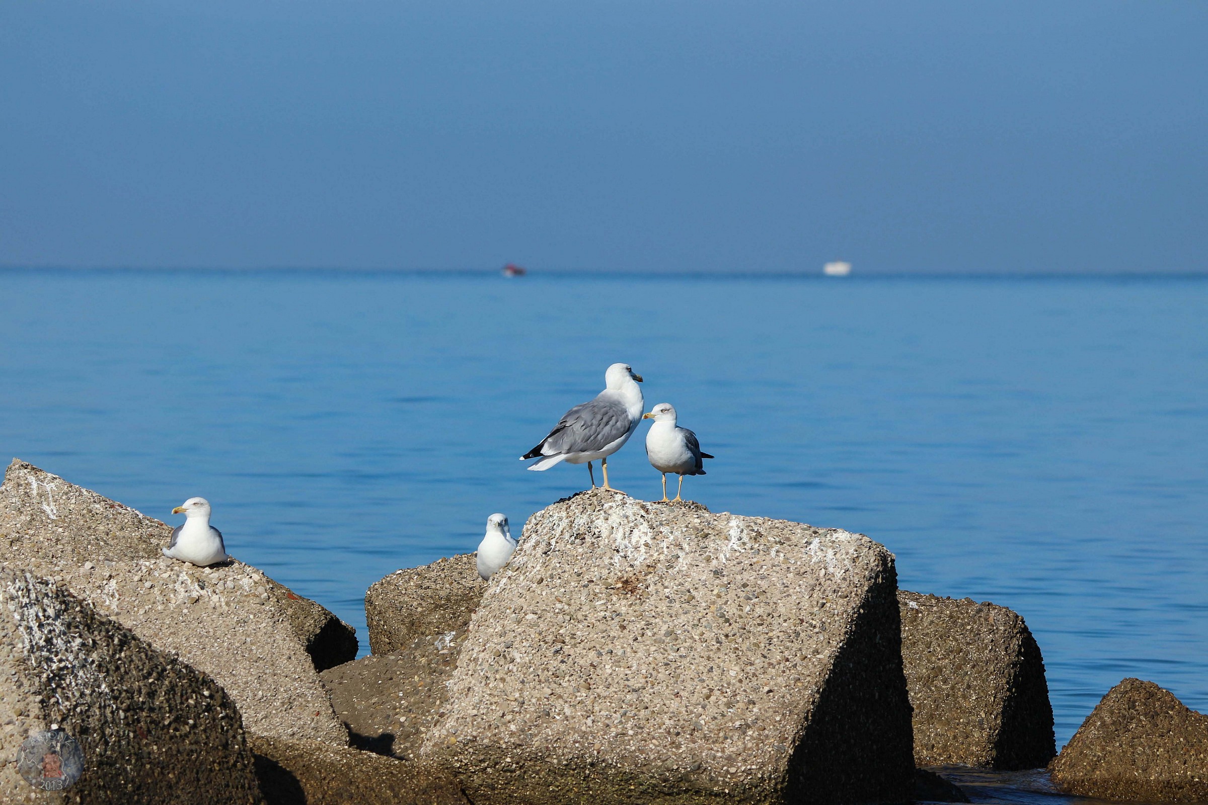Seagulls waiting for fish.