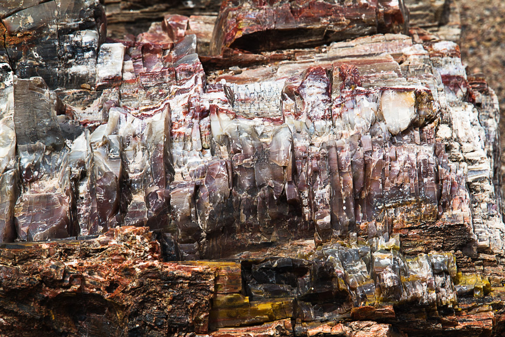 Pietrified forest - particolare