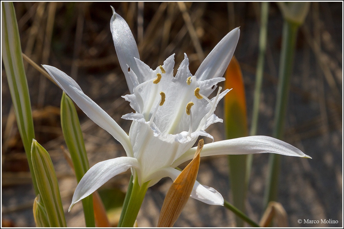 Pancratium maritimum - Giglio di mare