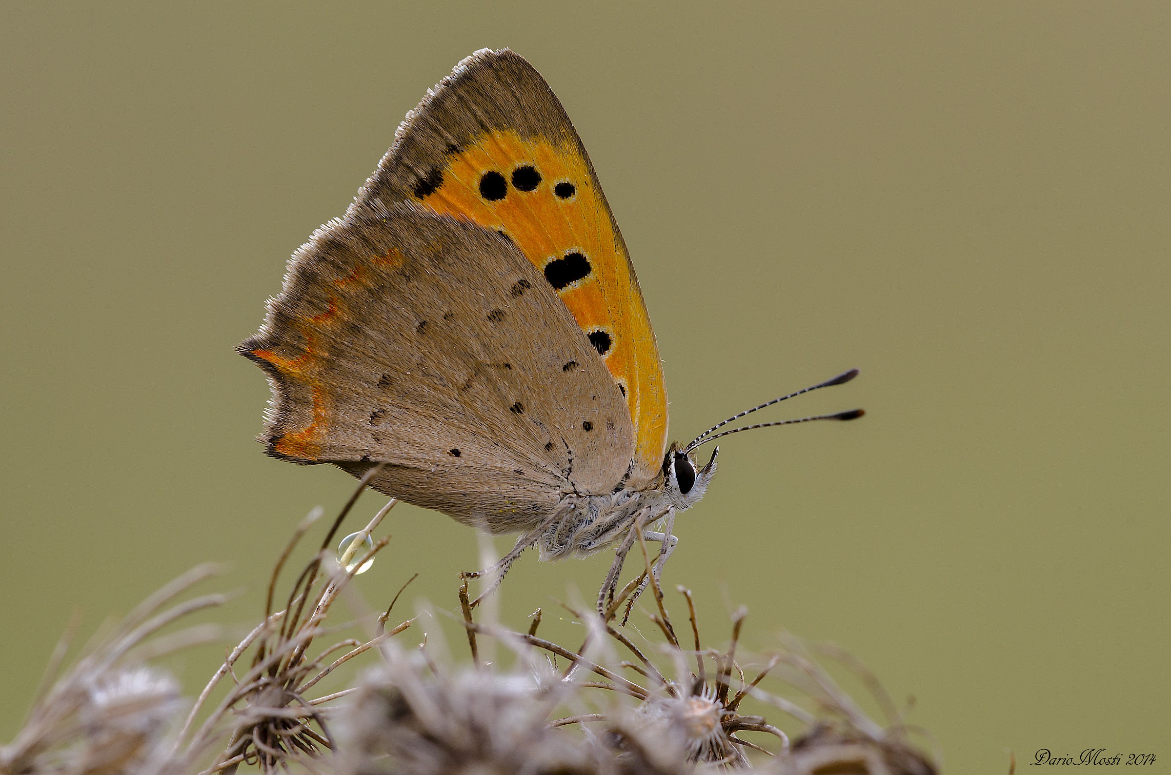 Lycaena phlaeas