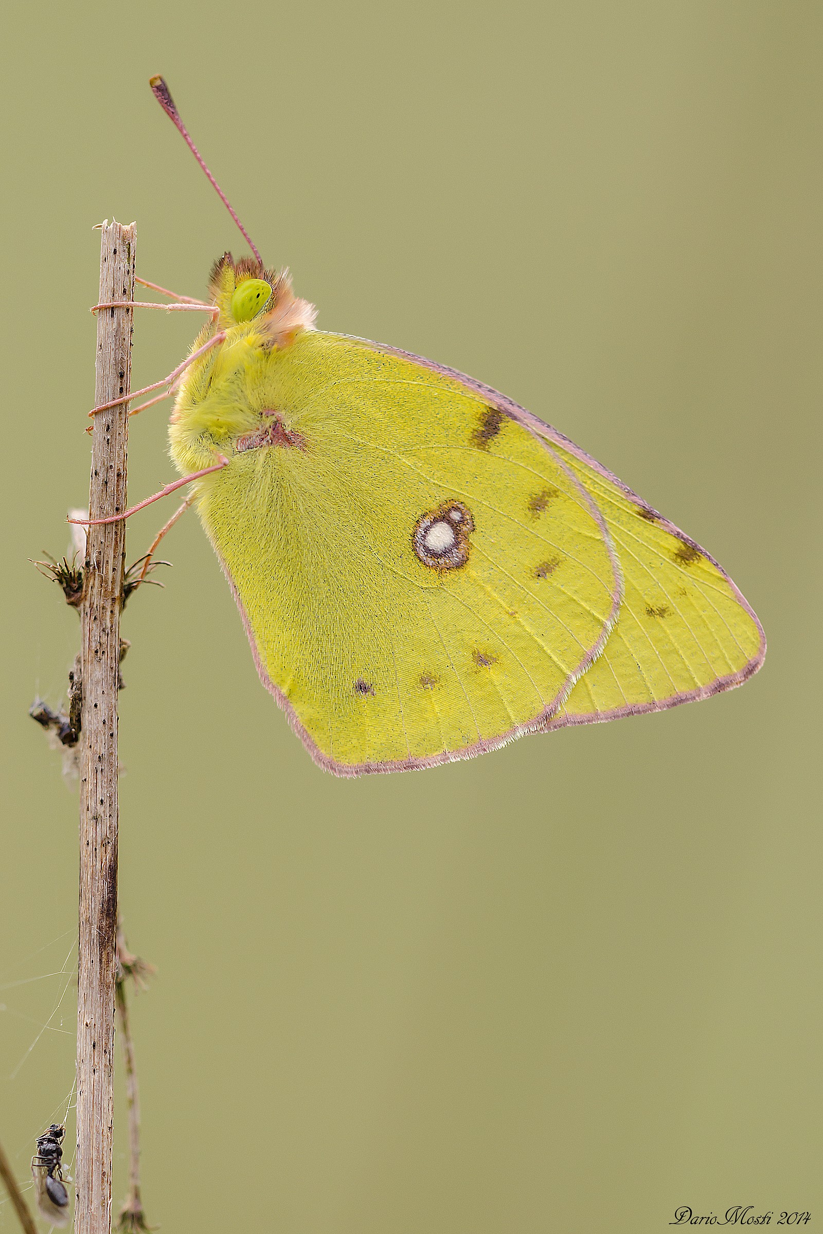 Colias crocea