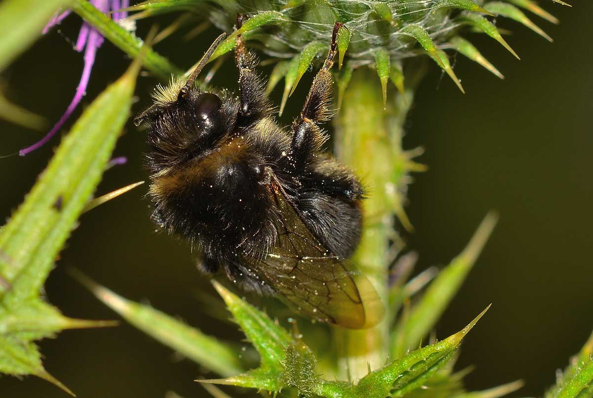 Bombus pratorum