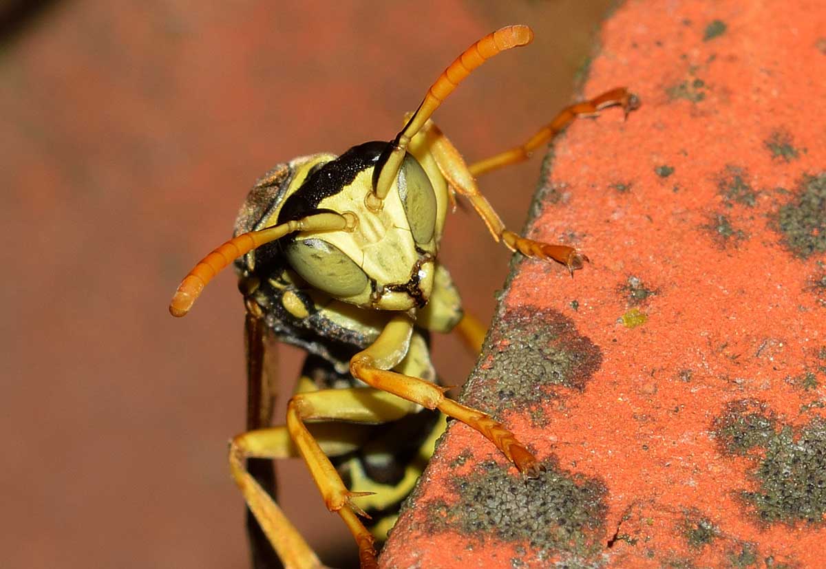 Male Polistes