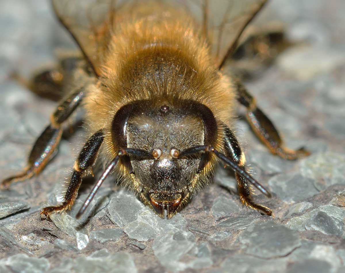Apis mellifera