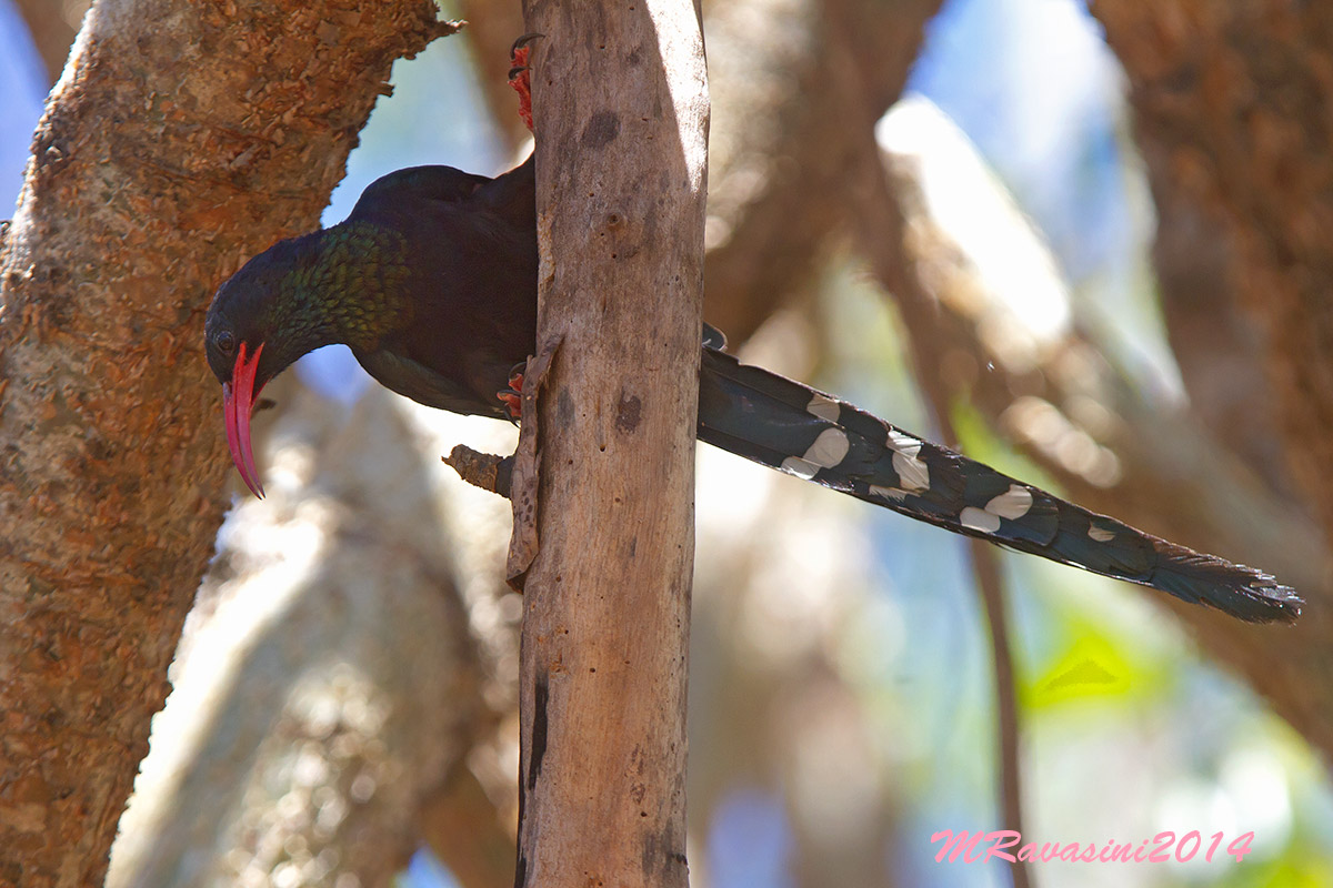 Violet Wood-hoopoe