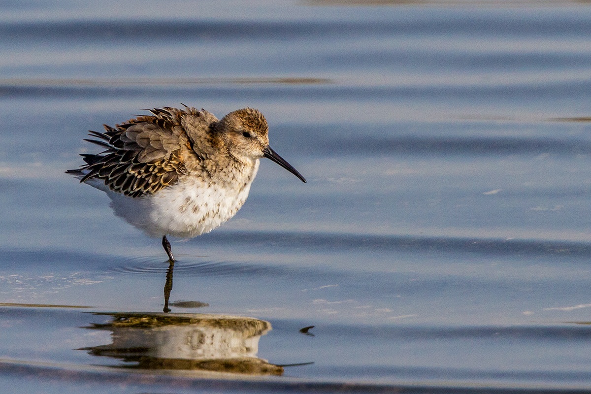 Dunlin