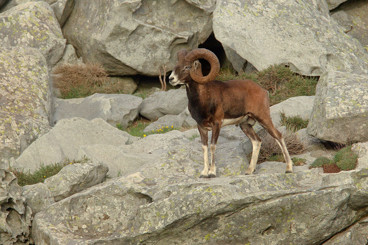 Sardinian mouflon