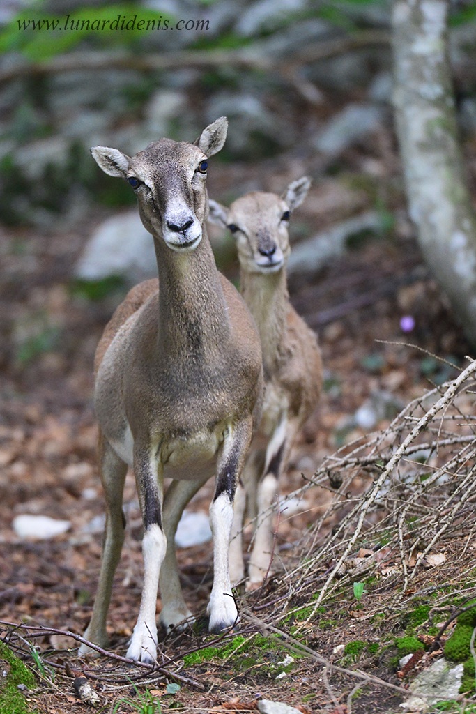 A walk with mom (mouflon)