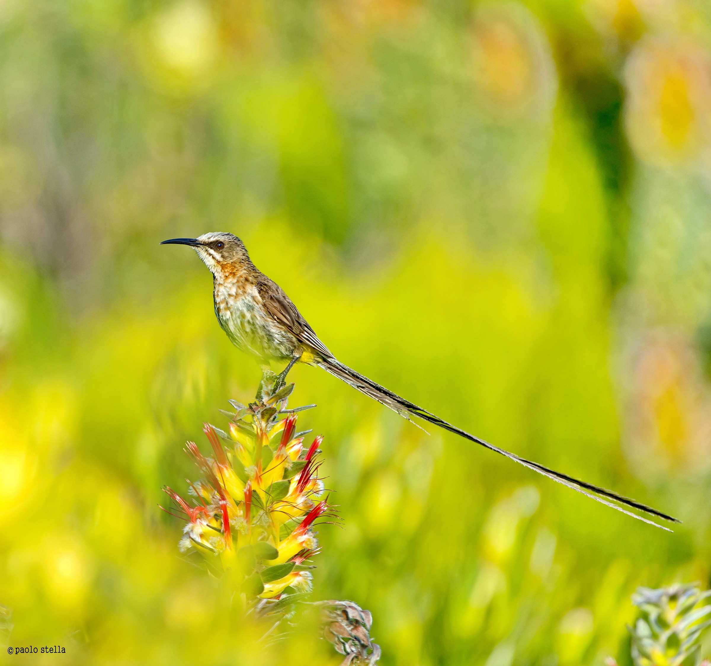 Cape Sugarbird-M- (Promerops cafer )