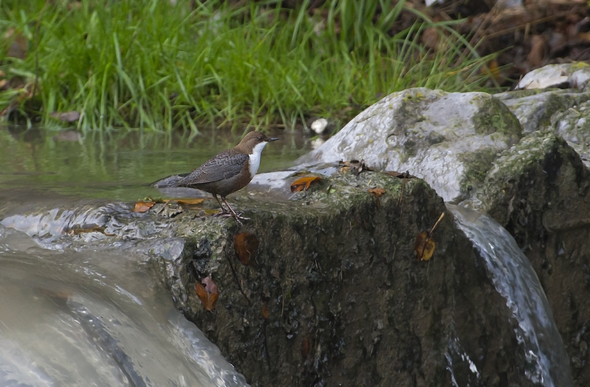on the edge of the waterfall
