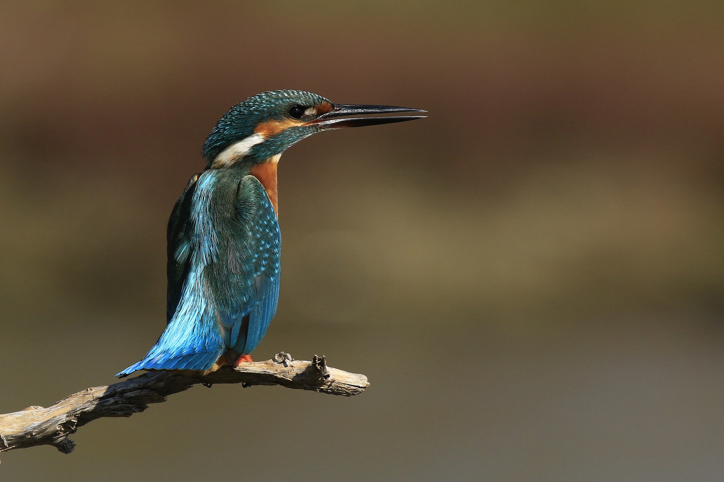 Martino 2014: Hearing another martino