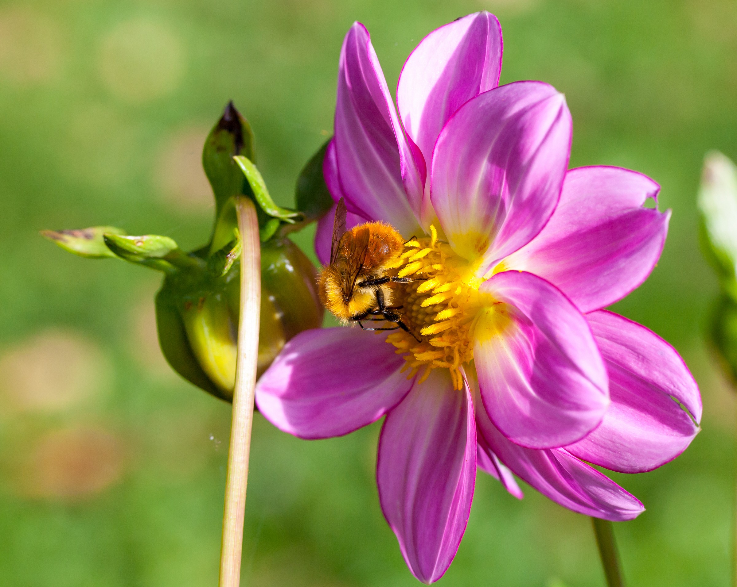 impollinazione in corso