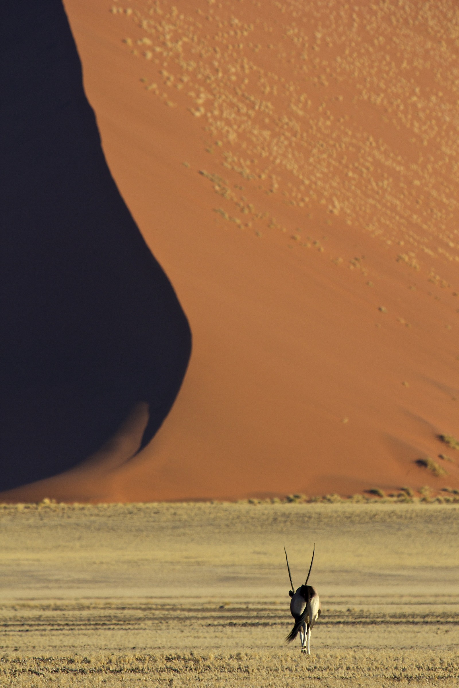 Namib Desert