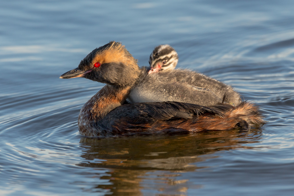 Svasso cornuto con piccolo