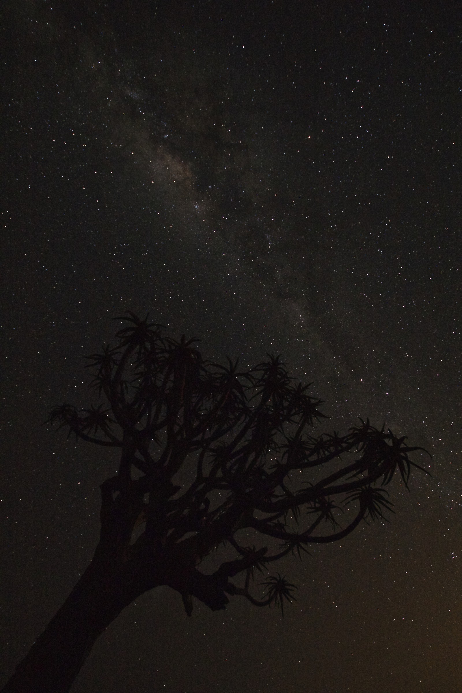 Quiver Tree milky way