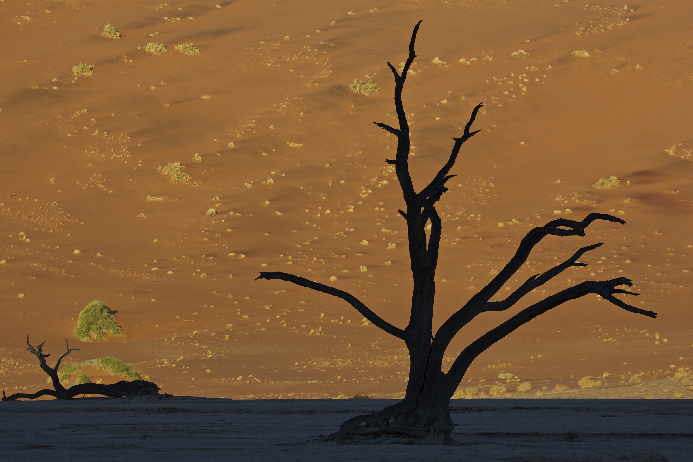Dead Vlei