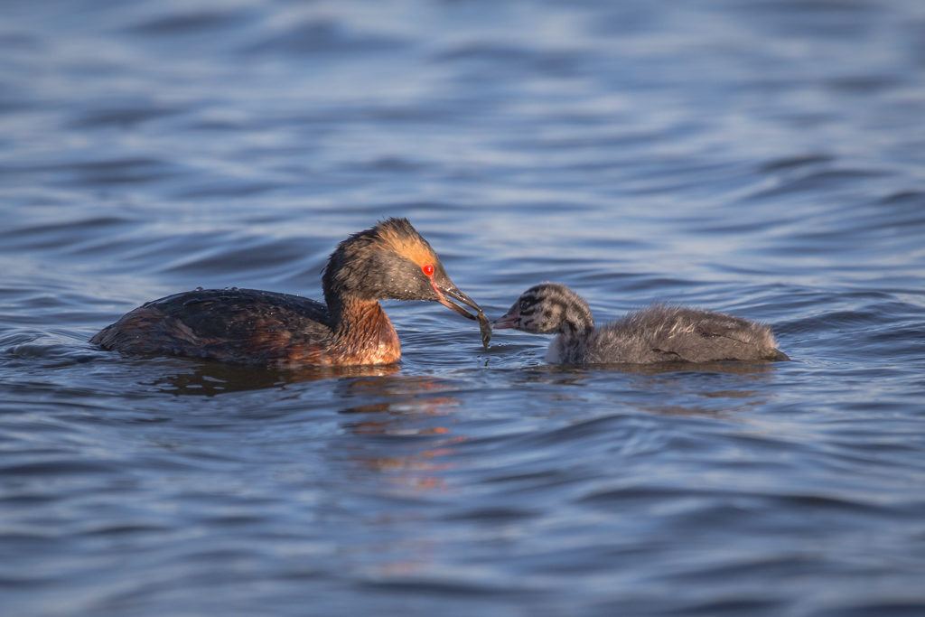 Svasso cornuto, pappa pronta