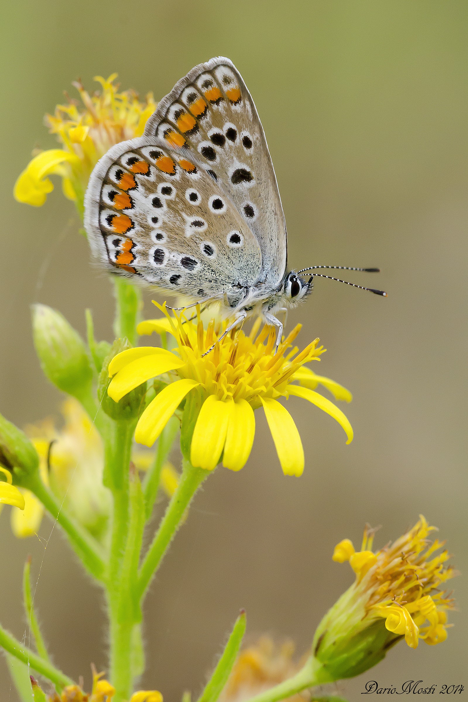 Aricia agestis
