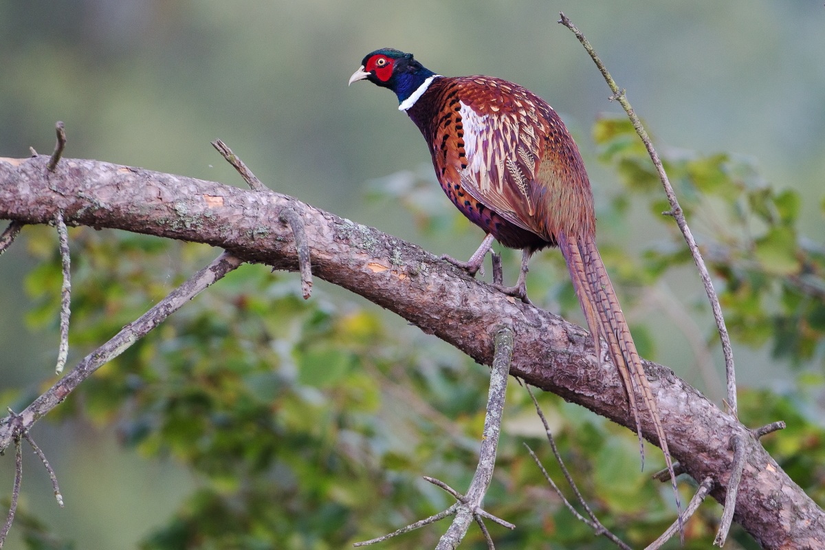Pheasant on tree