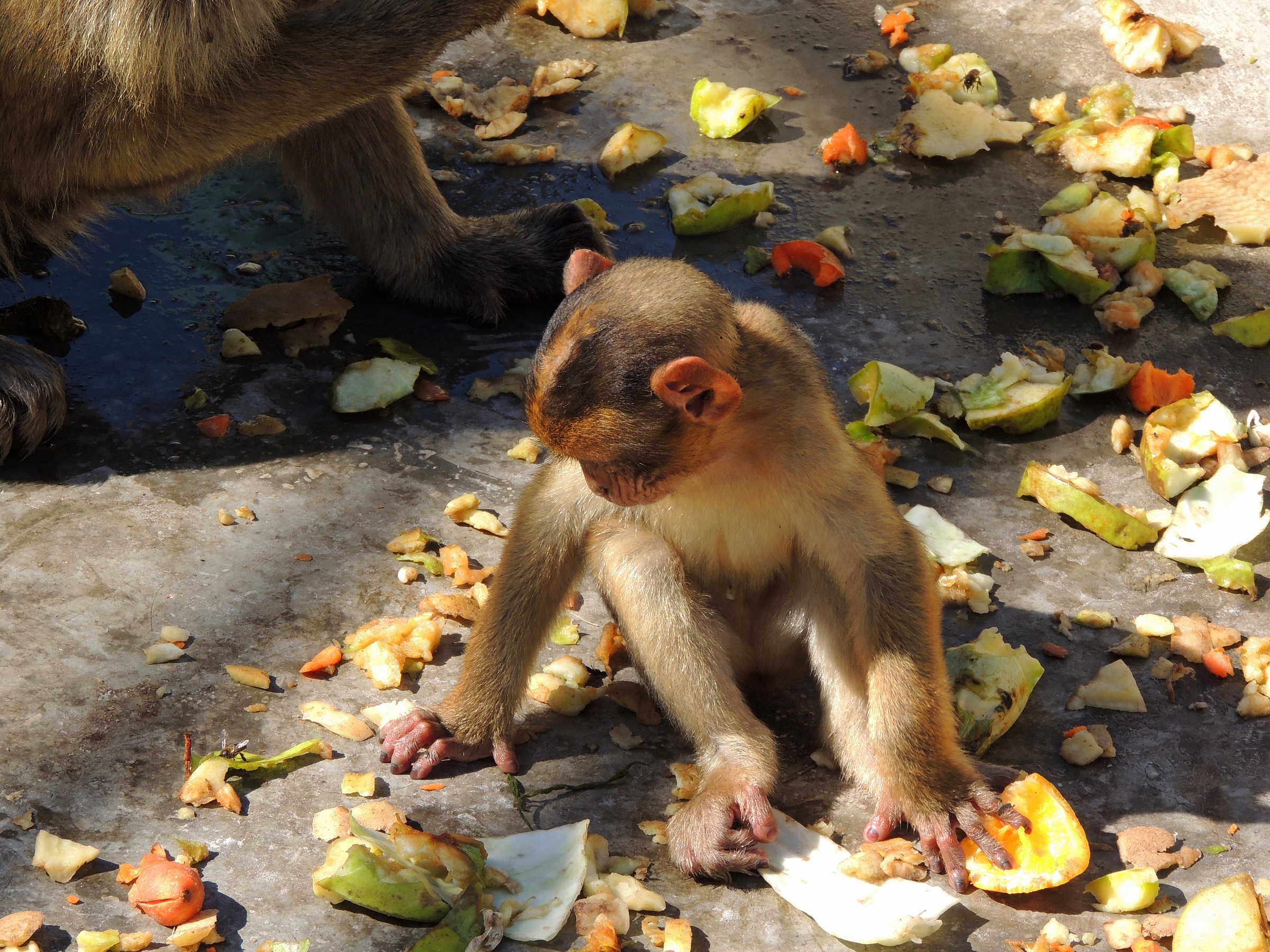 Non so cosa scegliere....