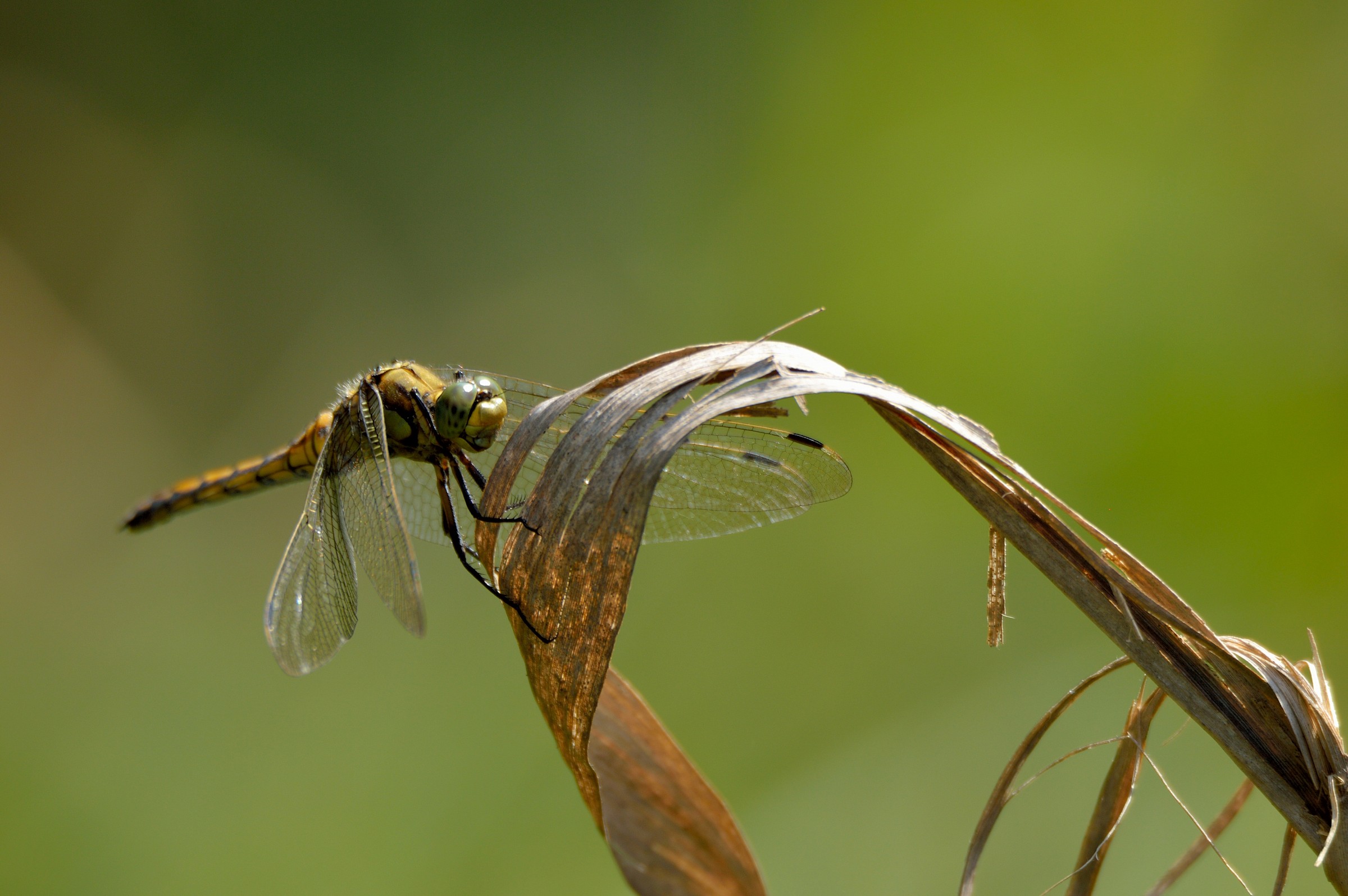 Dragonfly posing