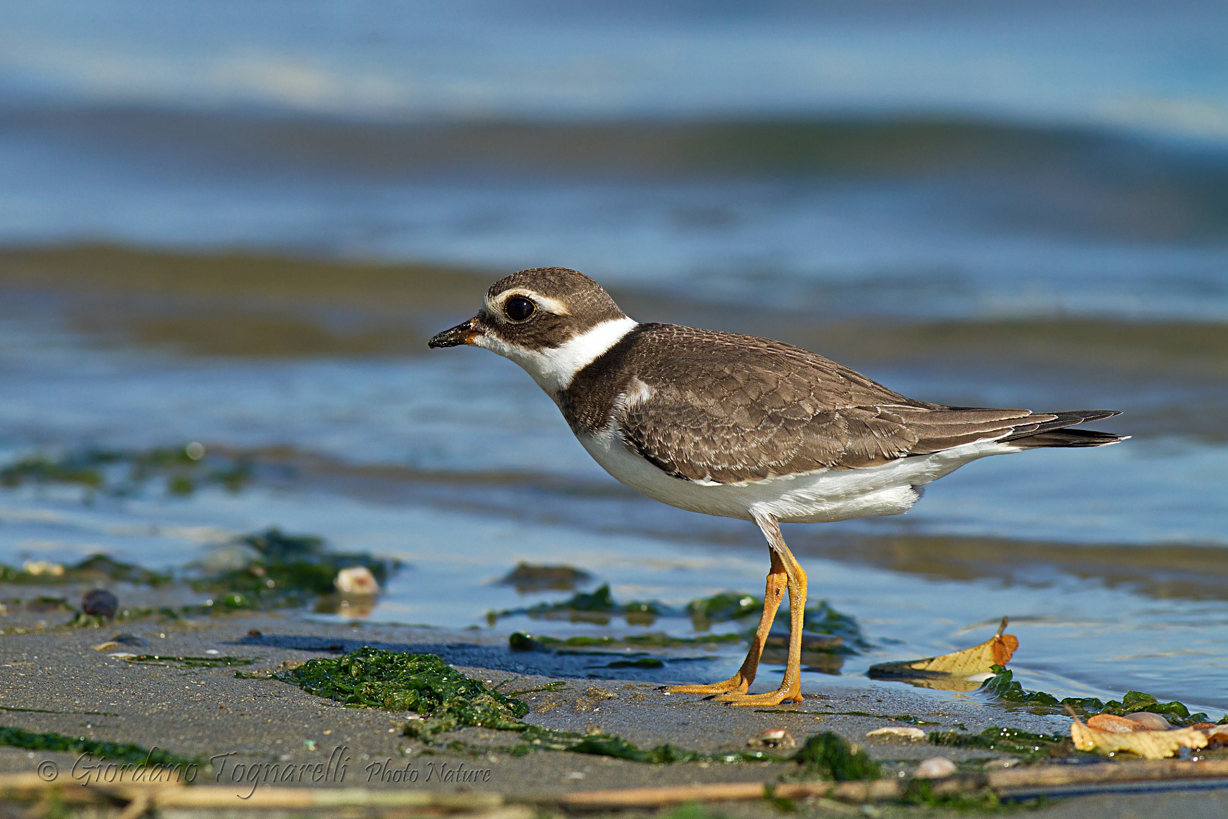 Ringed Plover