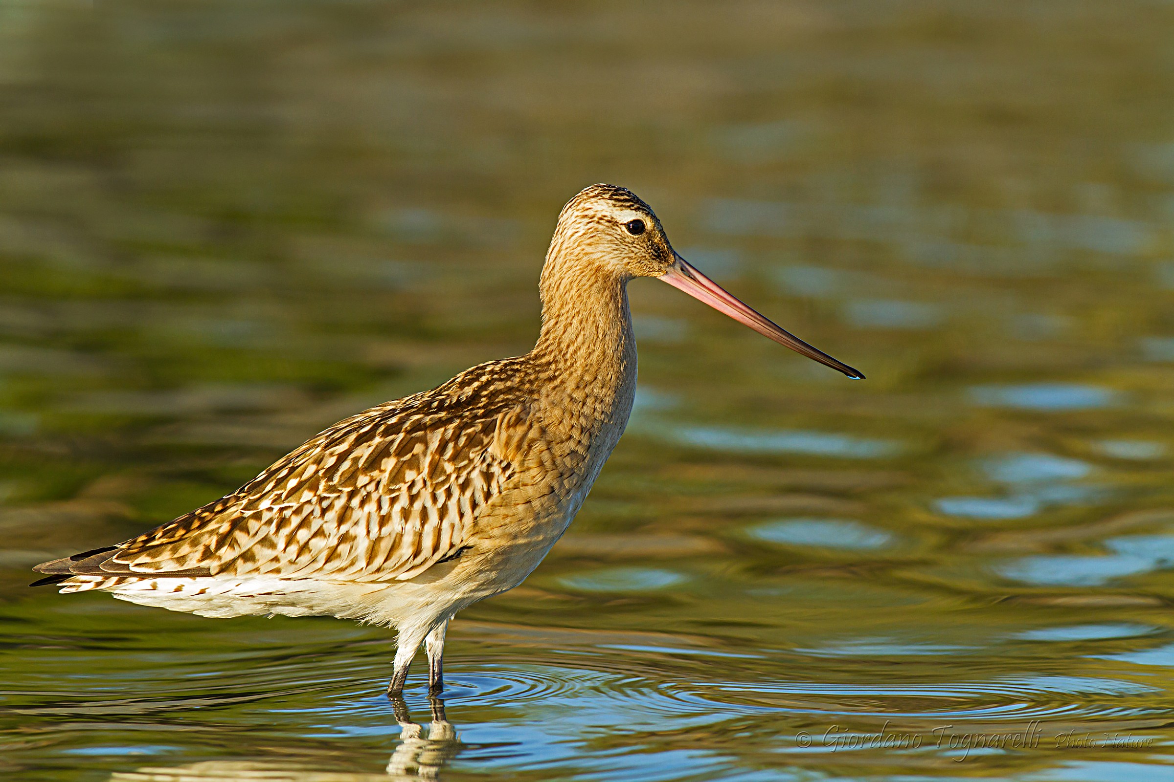 Bar-tailed Godwit