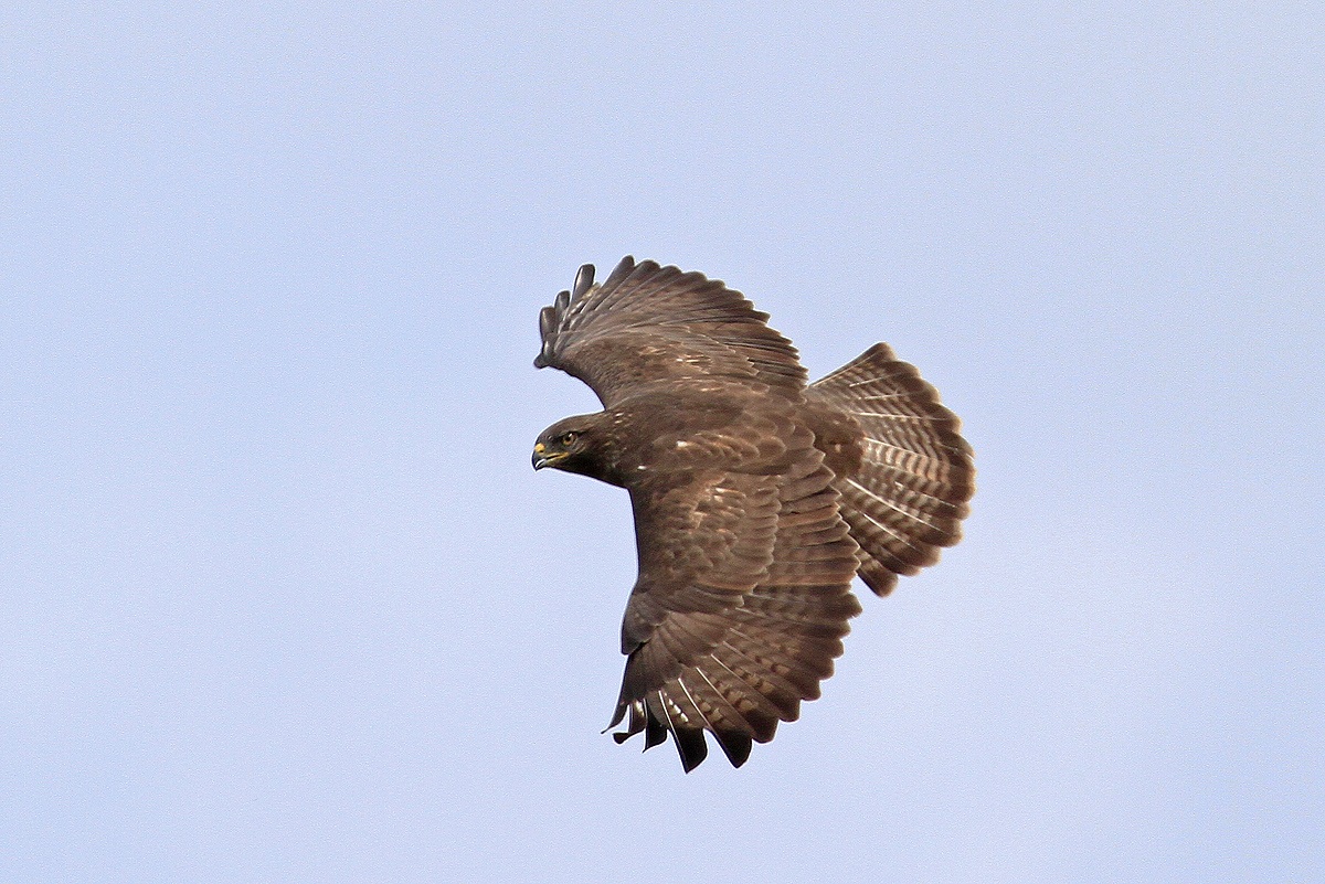 Buzzard