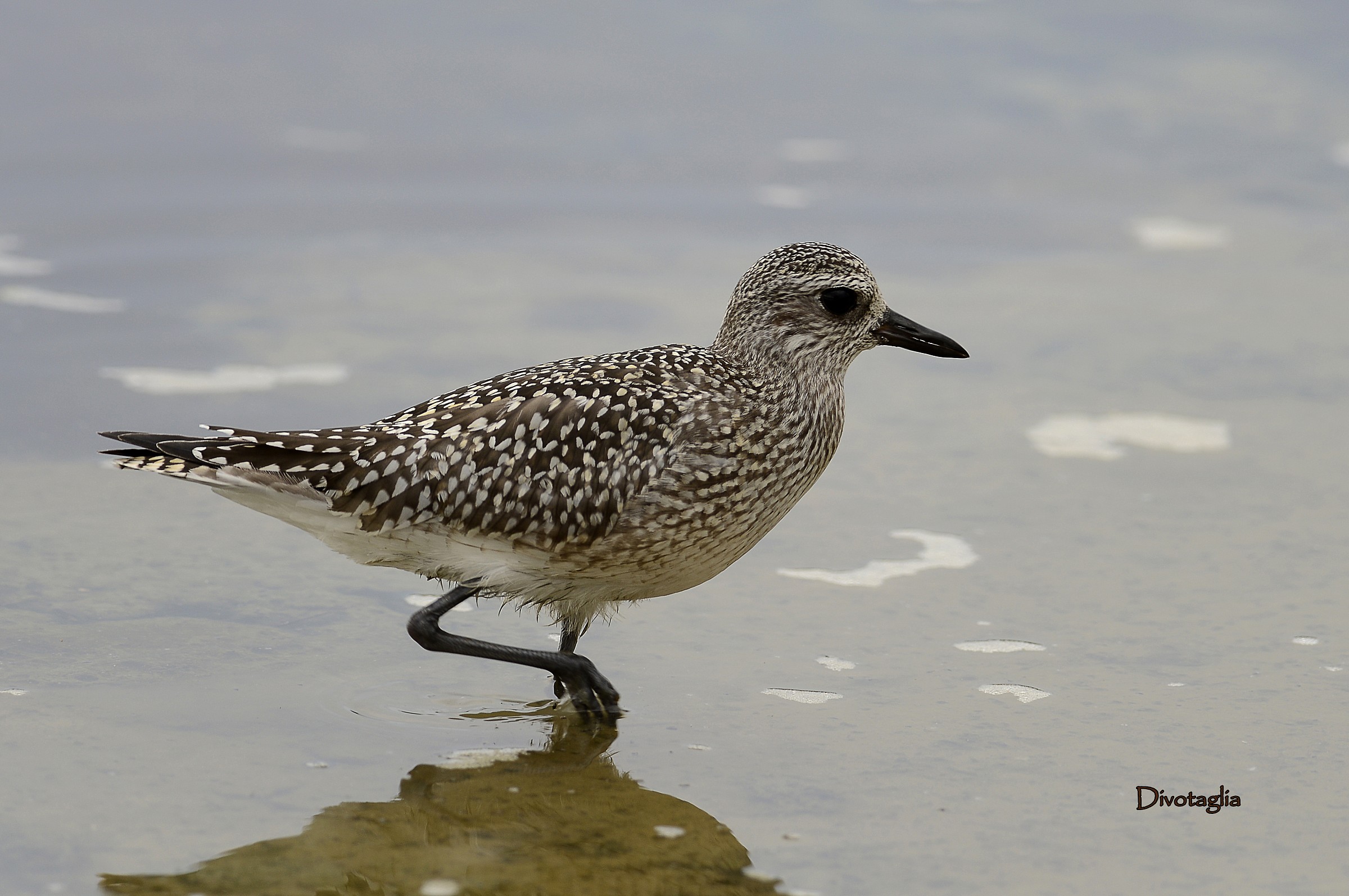 Black-bellied Plover (Pluvialis squatarola)