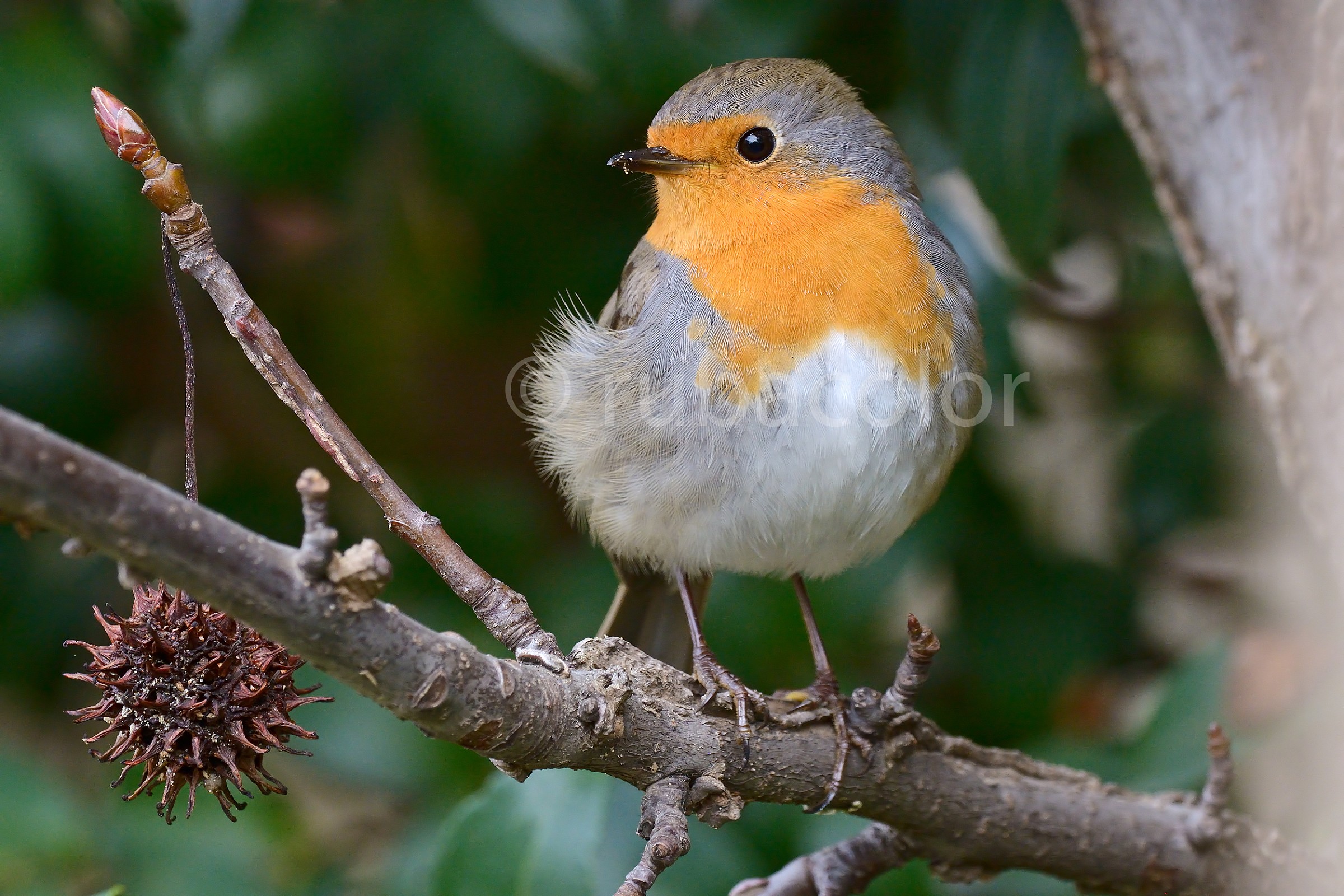 The first robin in the garden