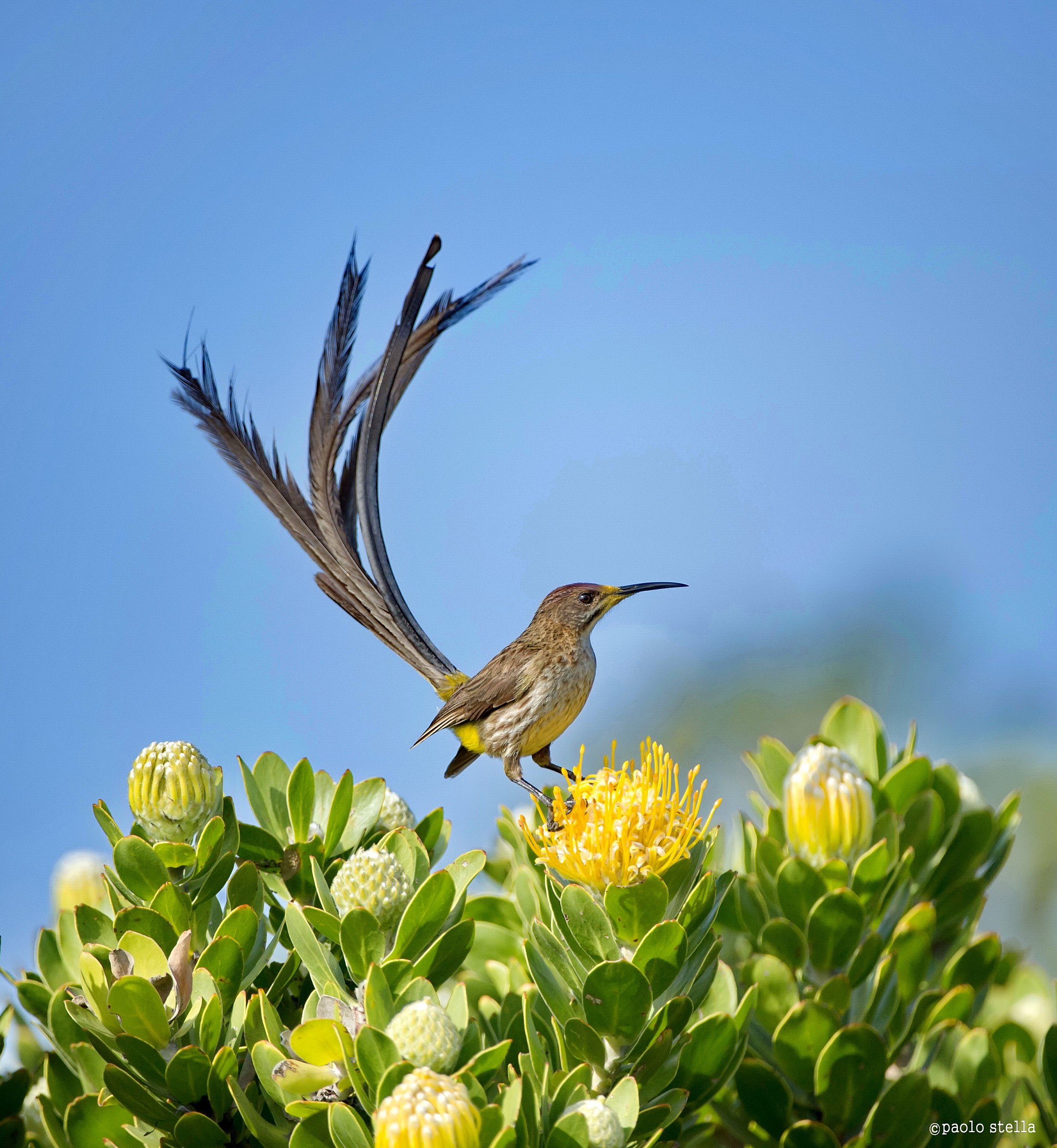 in the wind - Cape Sugarbird M