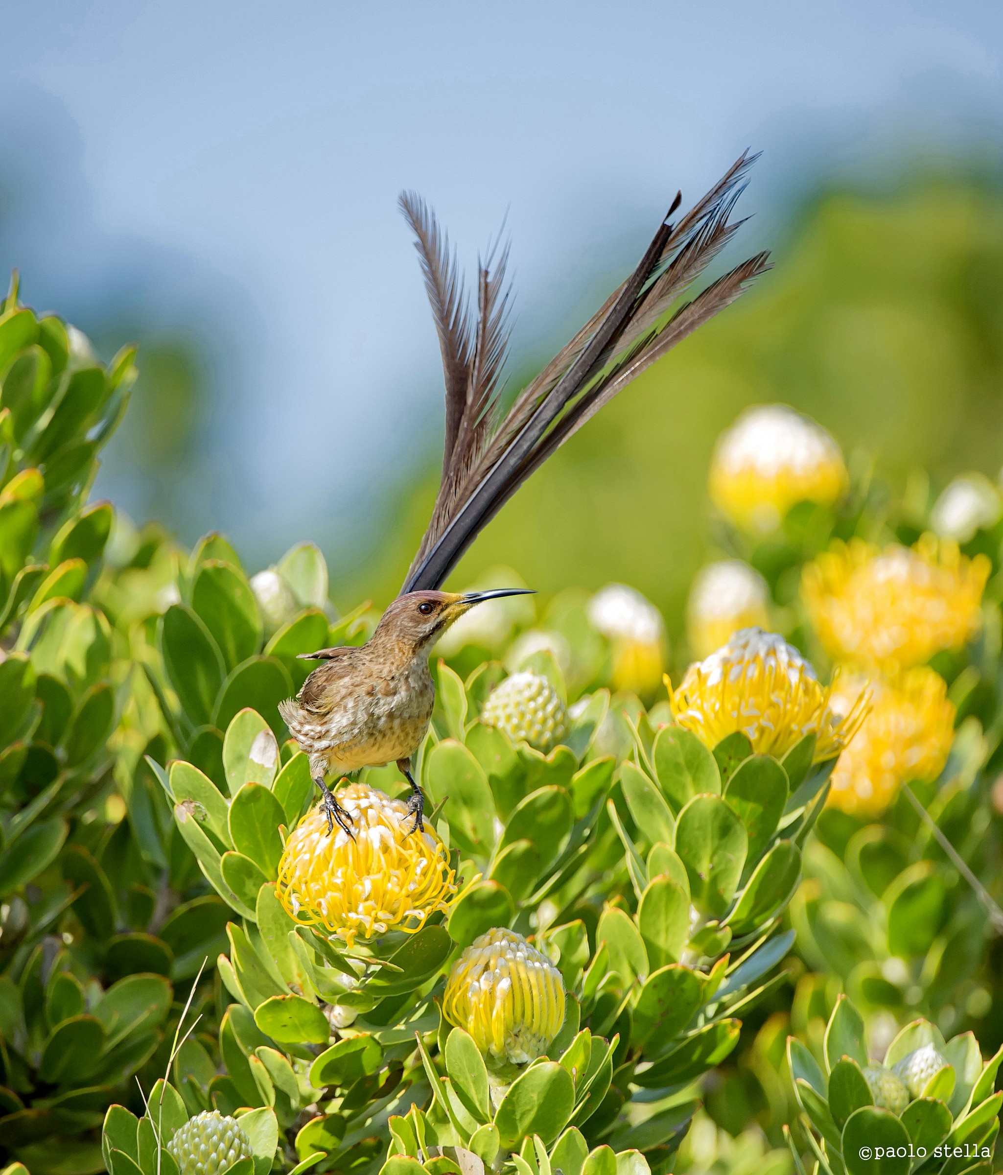 Cape Sugarbird M - 3