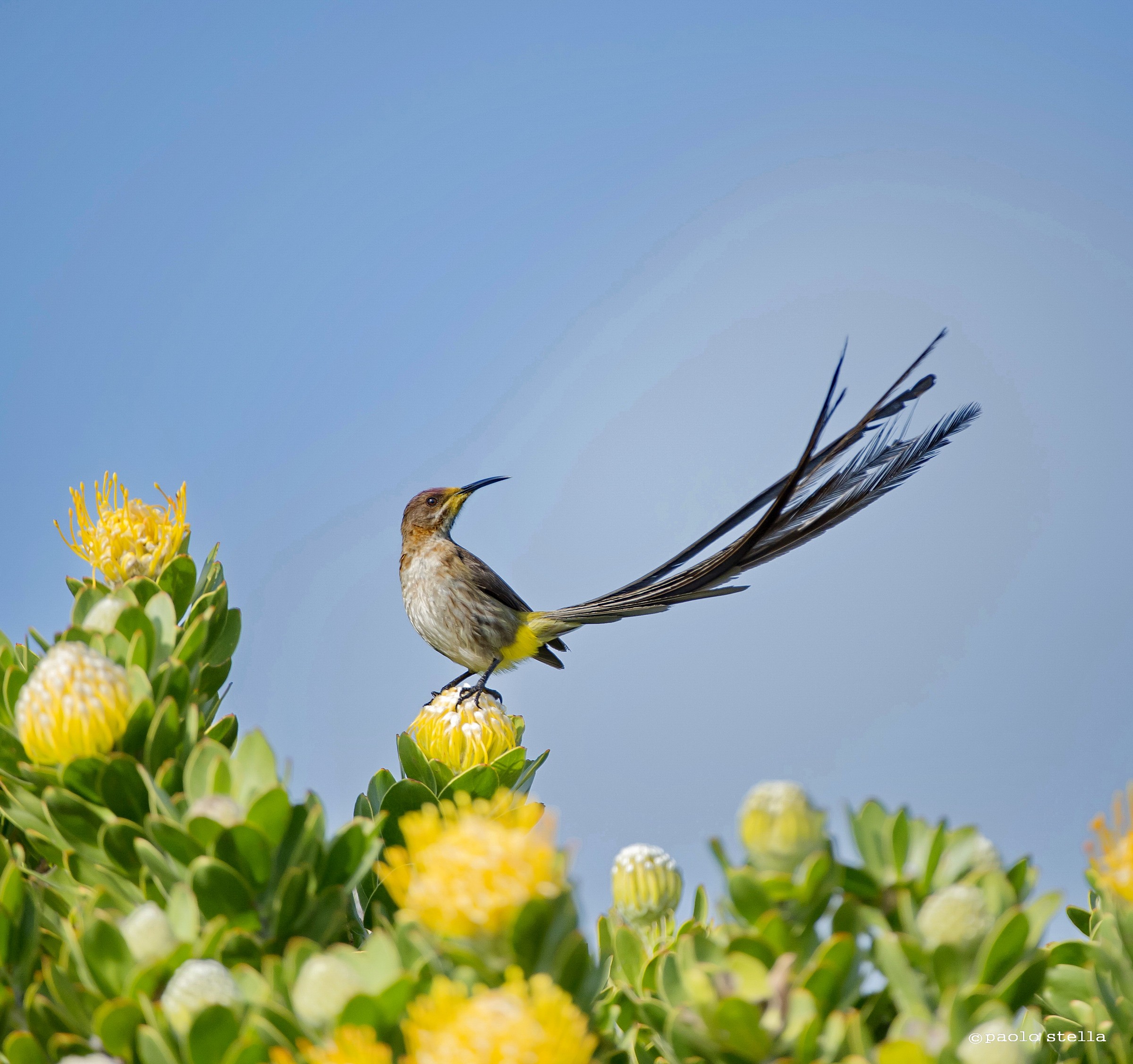 Cape Sugarbird M - 2