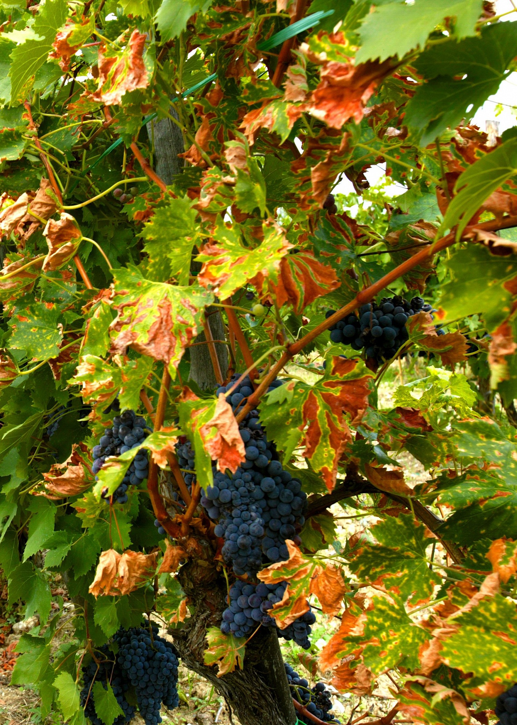 Chianti fiorentino: Autunno