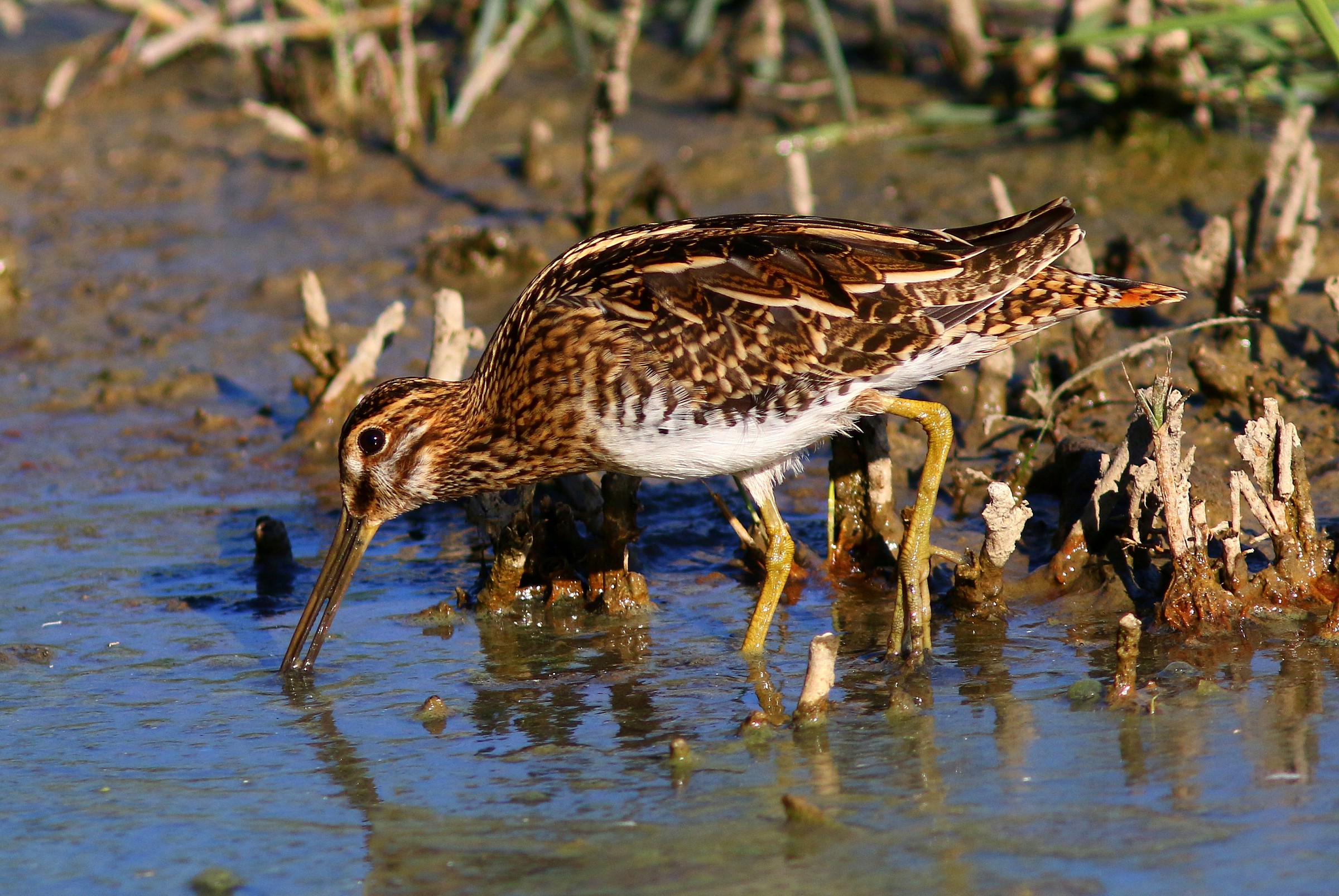 Snipe grazing