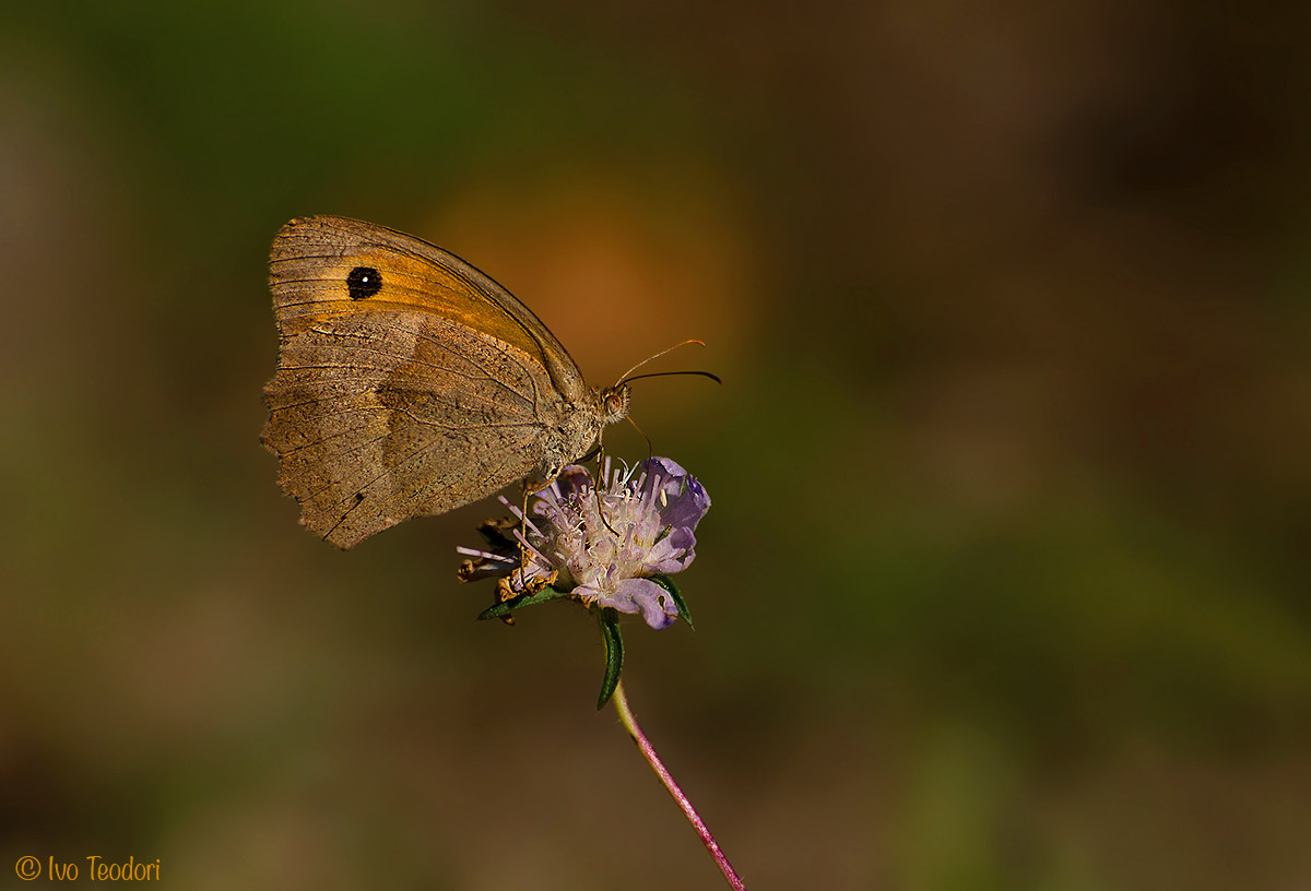 Cenoninpha panphilus.