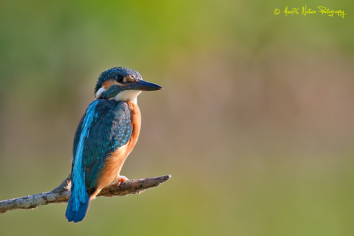 Martin Pescatore (Alcedo atthis)