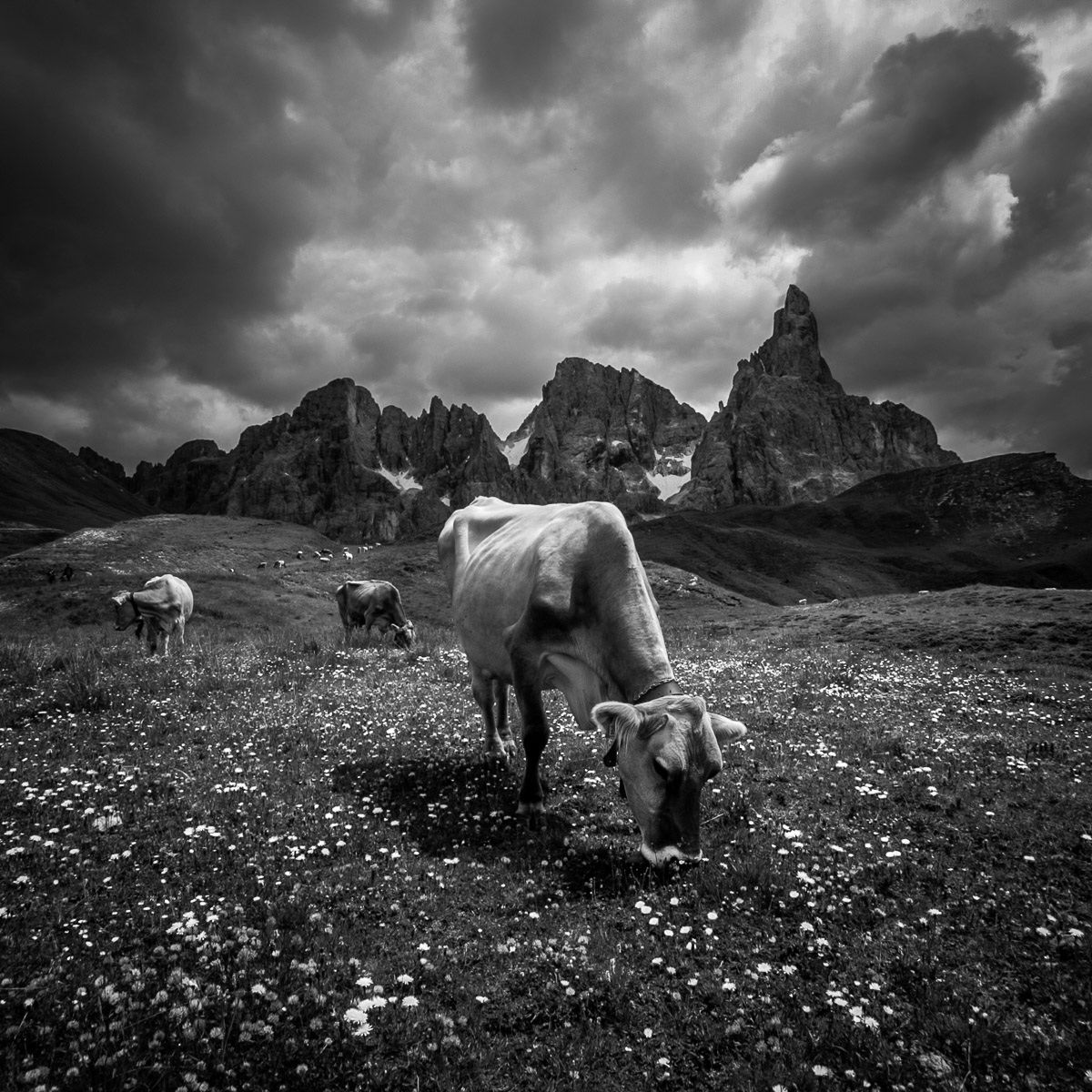 Pasture in San Martino di Castrozza