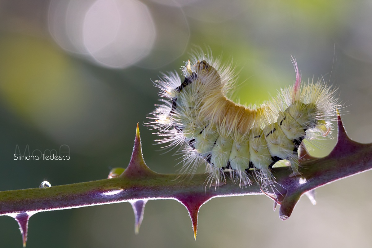 Calliteara pudibunda