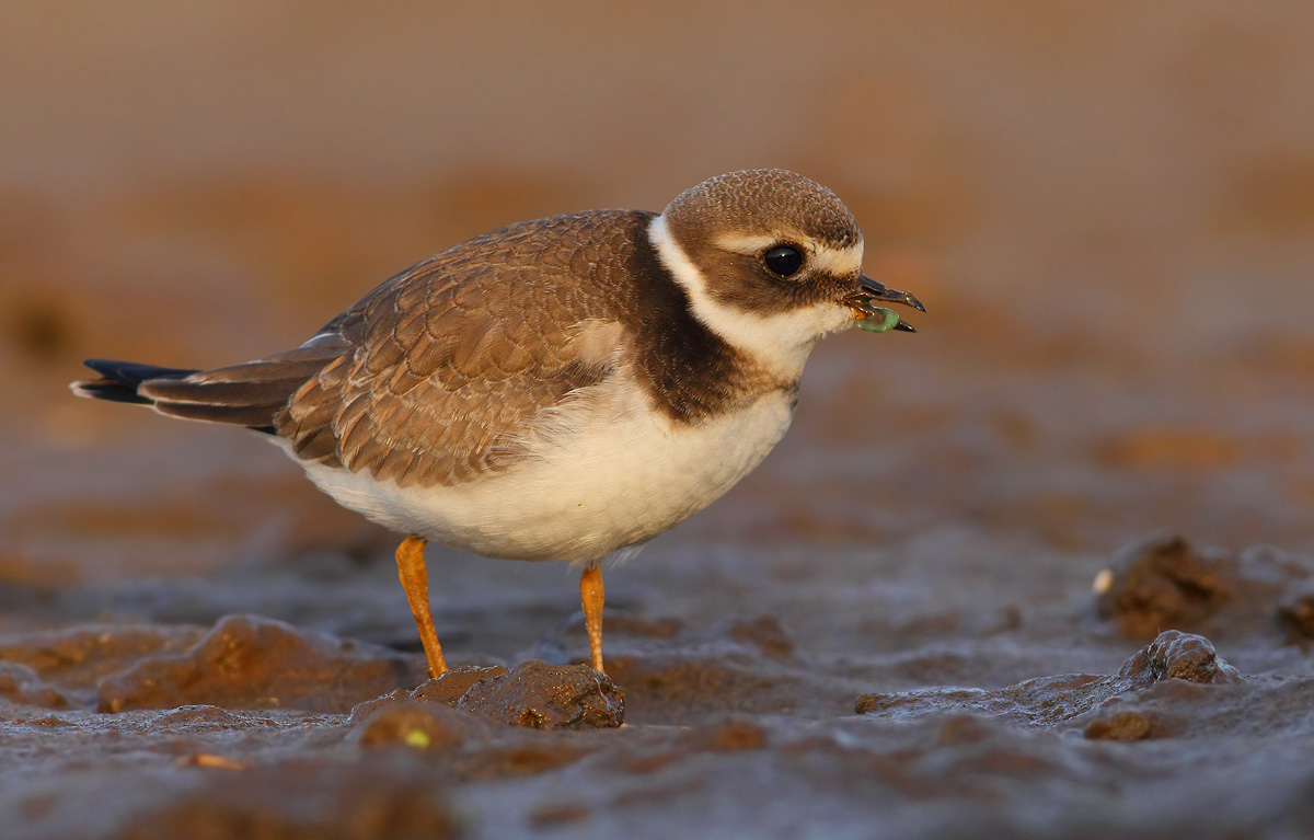Ringed Plover